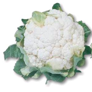  conopida lecanu 