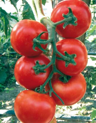tomate_ivet_f1