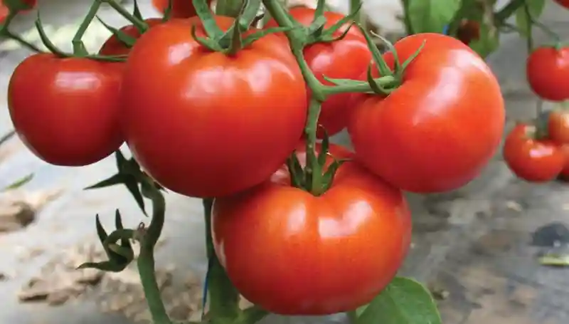 Roșii Gravitet Hibrid Syngenta
