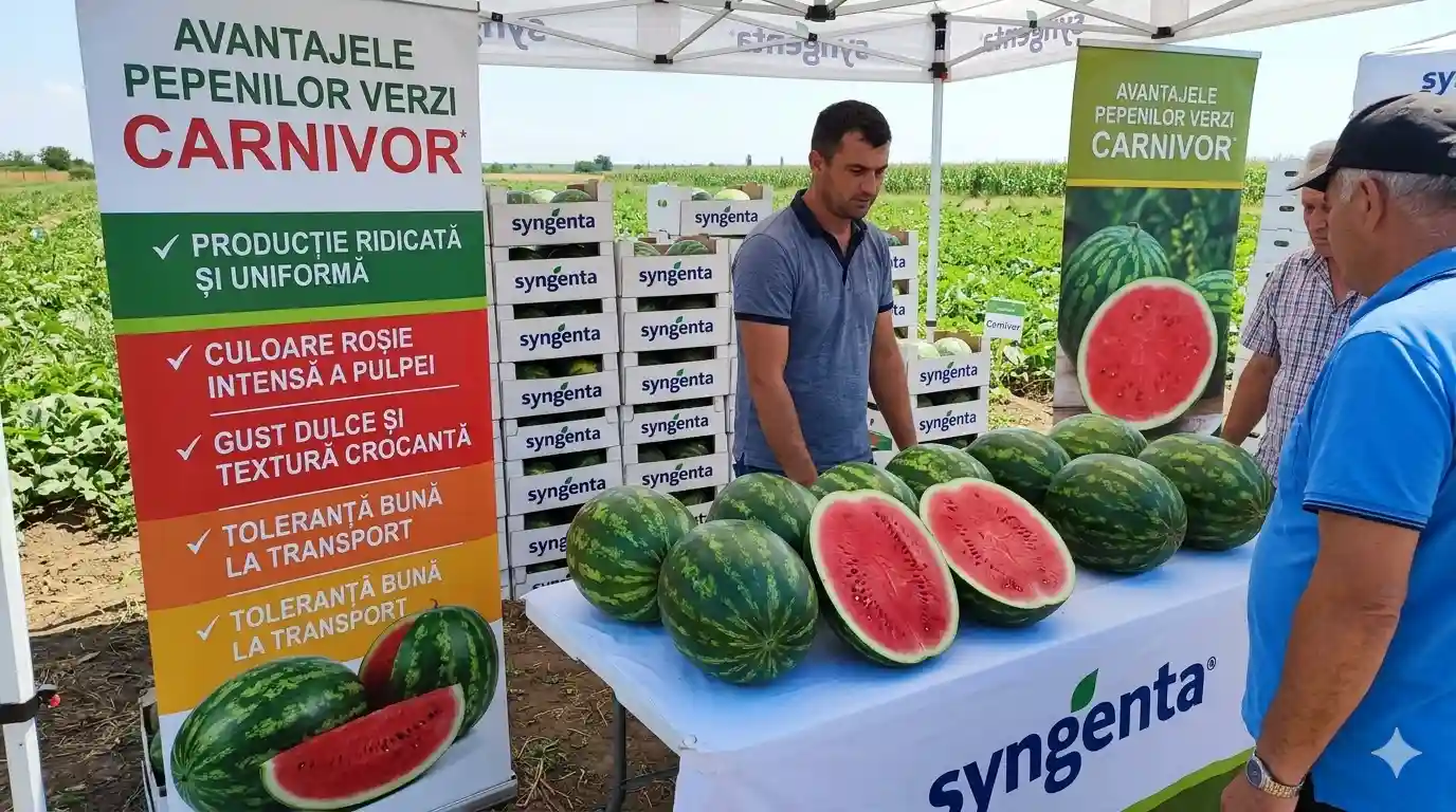 Culturi de pepeni Syngenta